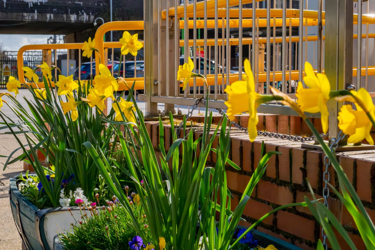 WestMidRailway's tweet image. 🌸 It’s the first day of Spring! 🌱

🚂 Many of our stations are supported by a team of station adopters, who bring a pop of colour and warmth to our stations- often through gardening, artwork, &amp;amp; general station spruce up.

ℹ️ More info: orlo.uk/gBvv2

#Spring #Train