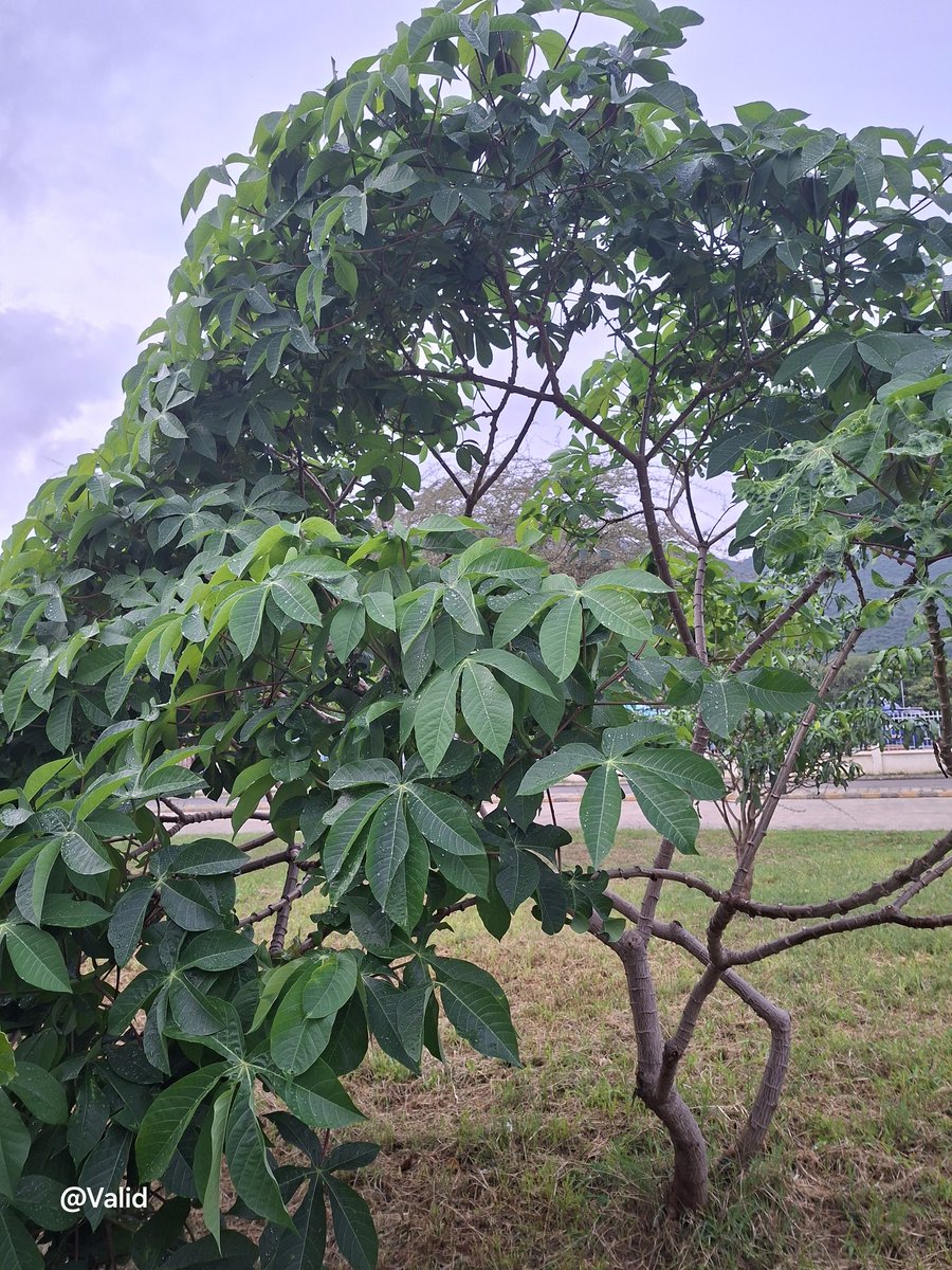 A daily dose of a new tree. 
 Manihot esculenta-A shrub.
Common name: Cassava plant.
Family: Euphorbiaceae
📌 Tanzania.