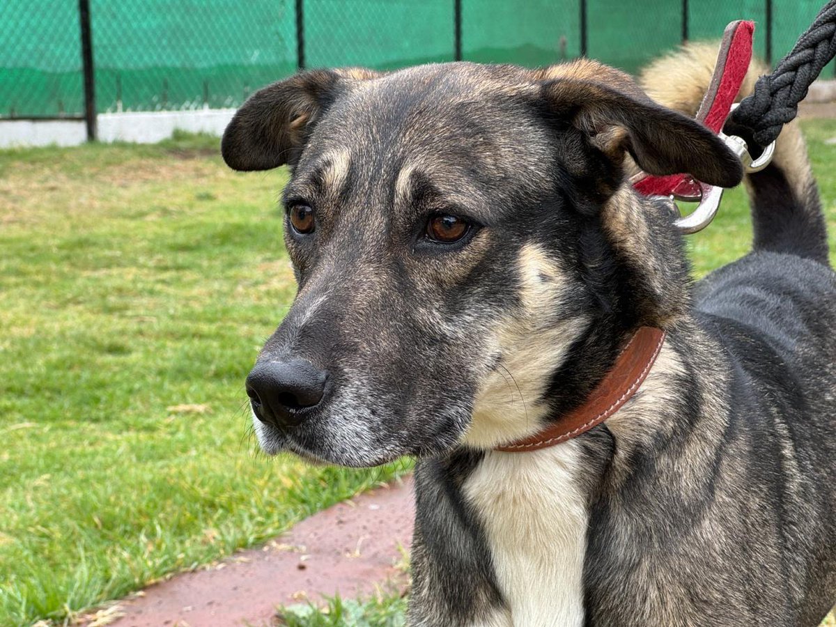 MetroCDMX's tweet photo. Sigue la cuenta oficial del #CTCDelMetro,@ctcdelmetro, para mantenerte informado de los perritos rescatados dentro de las instalaciones del Metro, los requisitos de adopción y los datos para realizar donaciones; nuestros peludos te lo agradecerán mucho. #AdoptaNoCompres #AUnMetroDeSuHogar 🐶🏡🐾