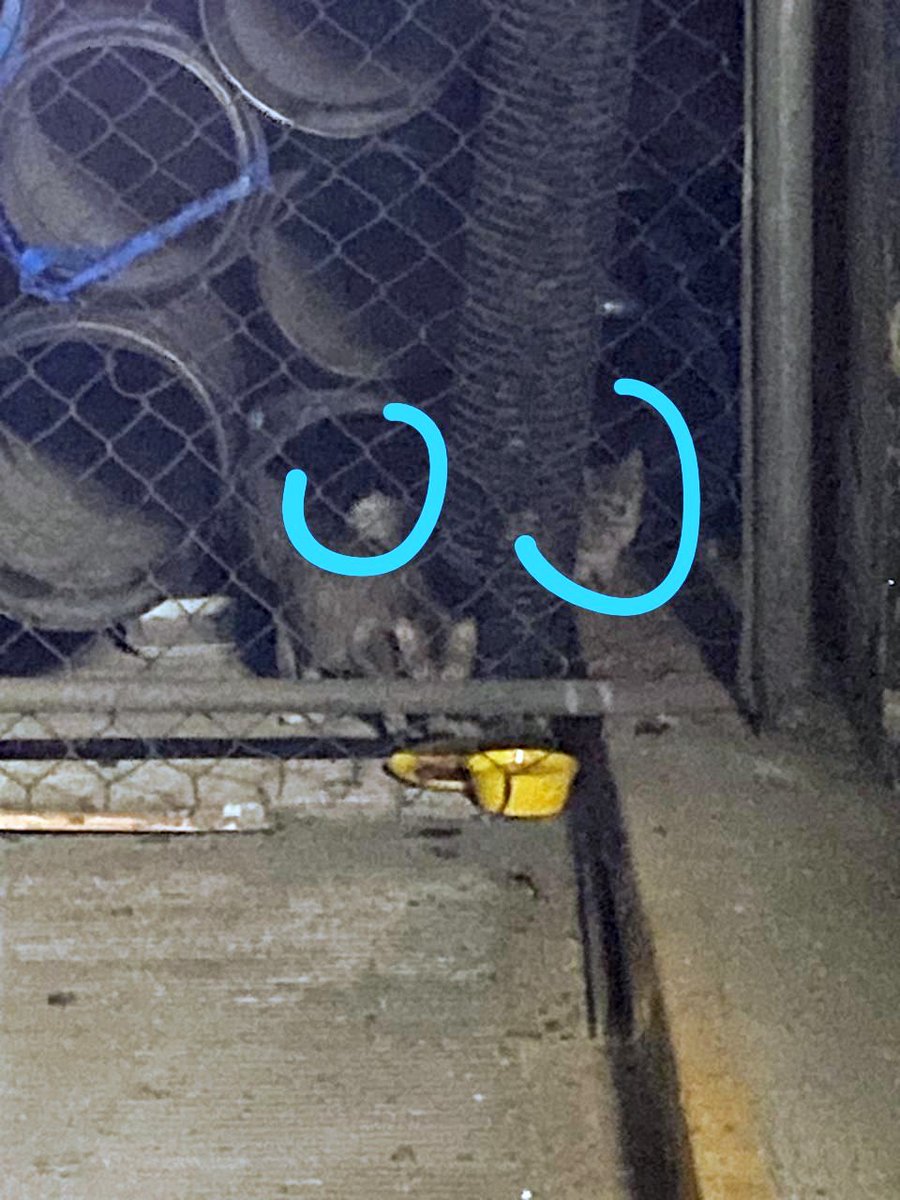 Ari Arciniega tweet media