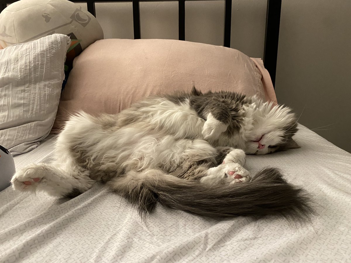 moon pie and dunkin as a lil treat