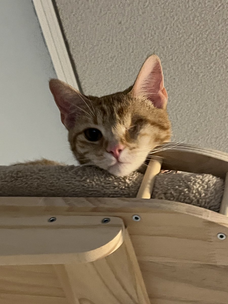 Claude Krause tweet media