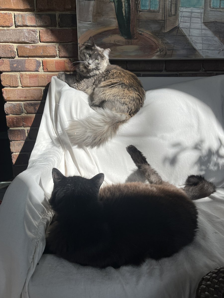 chili 🌶️ tweet media