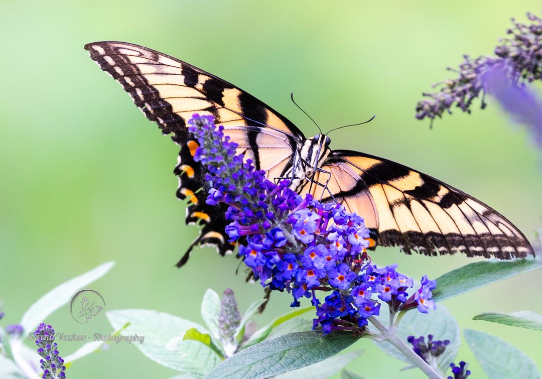 SerenaVachon's tweet image. Hello Spring!!!! #flowers #butterflies #butterfly #nature #NaturePhotography #naturelovers