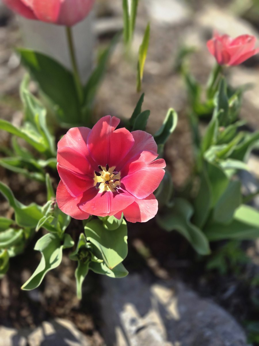 Angry Sumo starting a cut tweet media