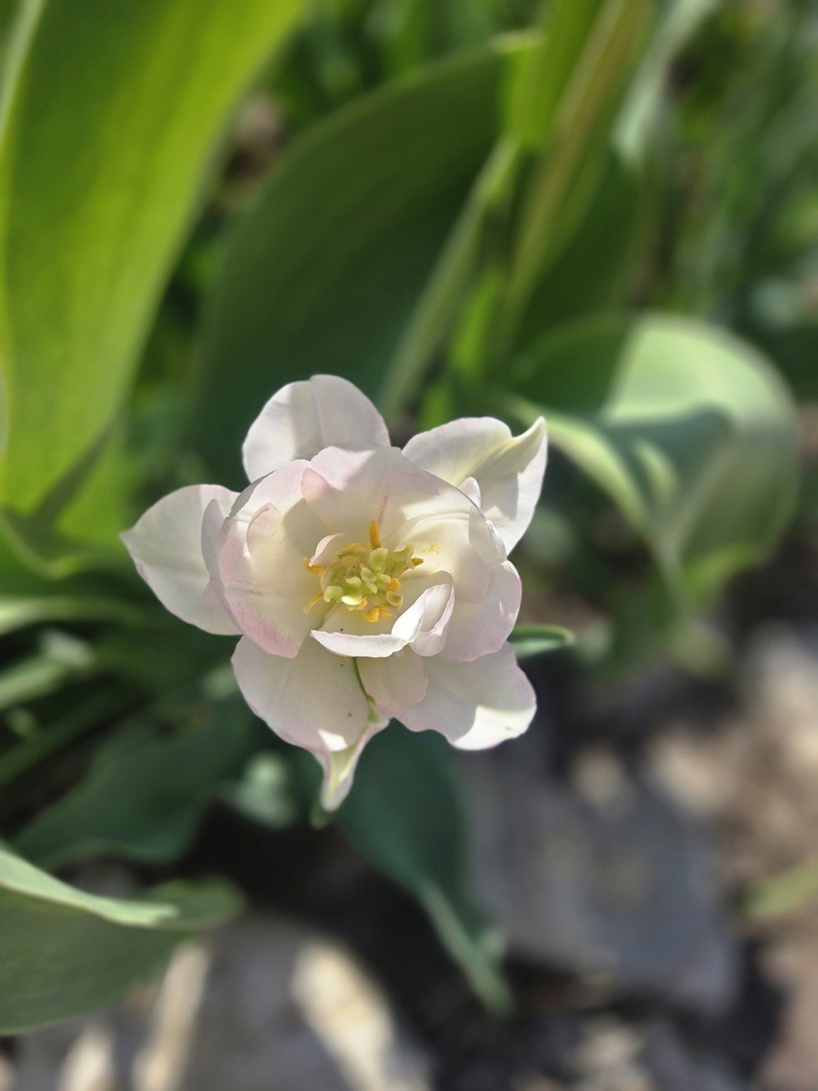 Angry Sumo starting a cut tweet media