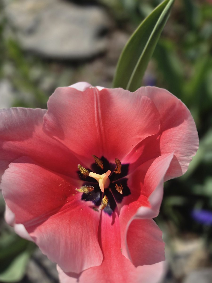 Angry Sumo starting a cut tweet media