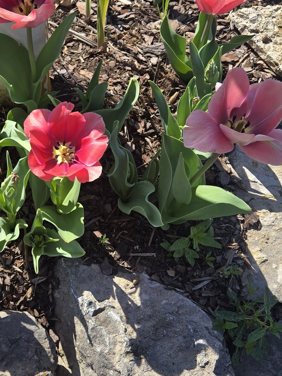 Angry Sumo starting a cut tweet media