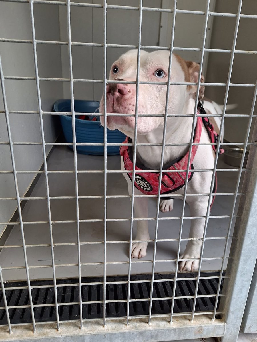 Animal Adoptions UK 🐕🦺🐈🐎❤️ tweet media