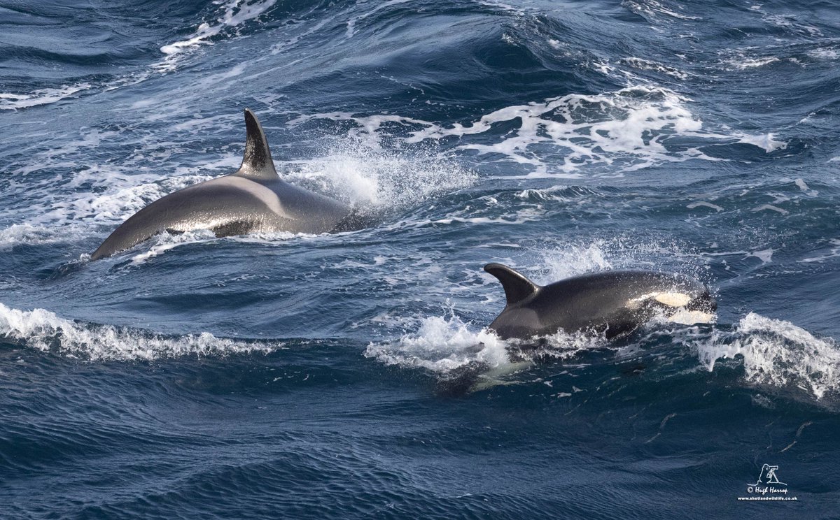 Hugh Harrop Wildlife tweet media