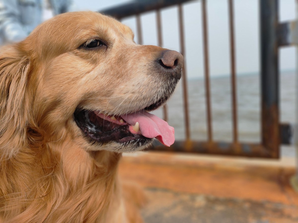 Ahmad Shabaneh tweet media