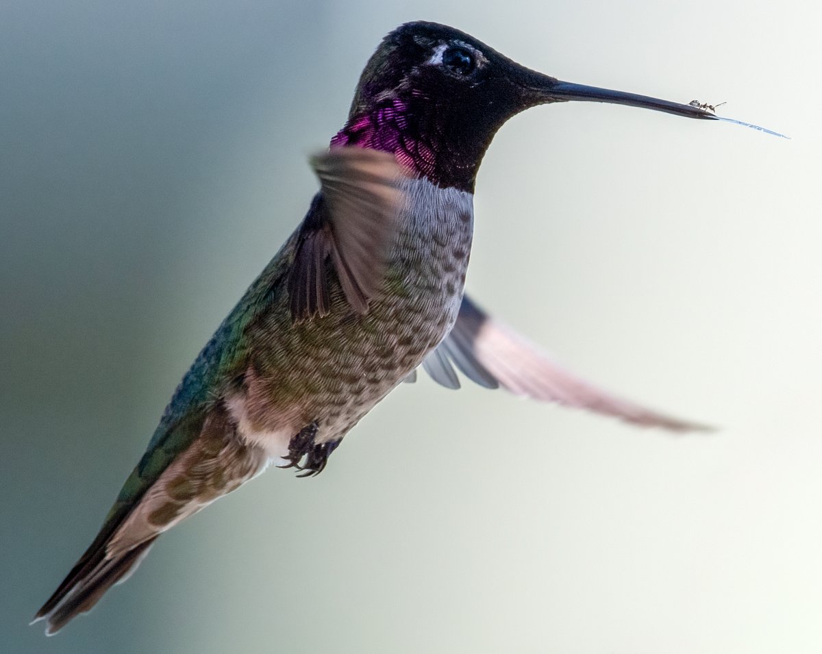 phylogenomics's tweet image. Sometimes you just get that shot.  Anna's hummingbird with a little friend, in my yard.  Davis, CA. #birds #ants