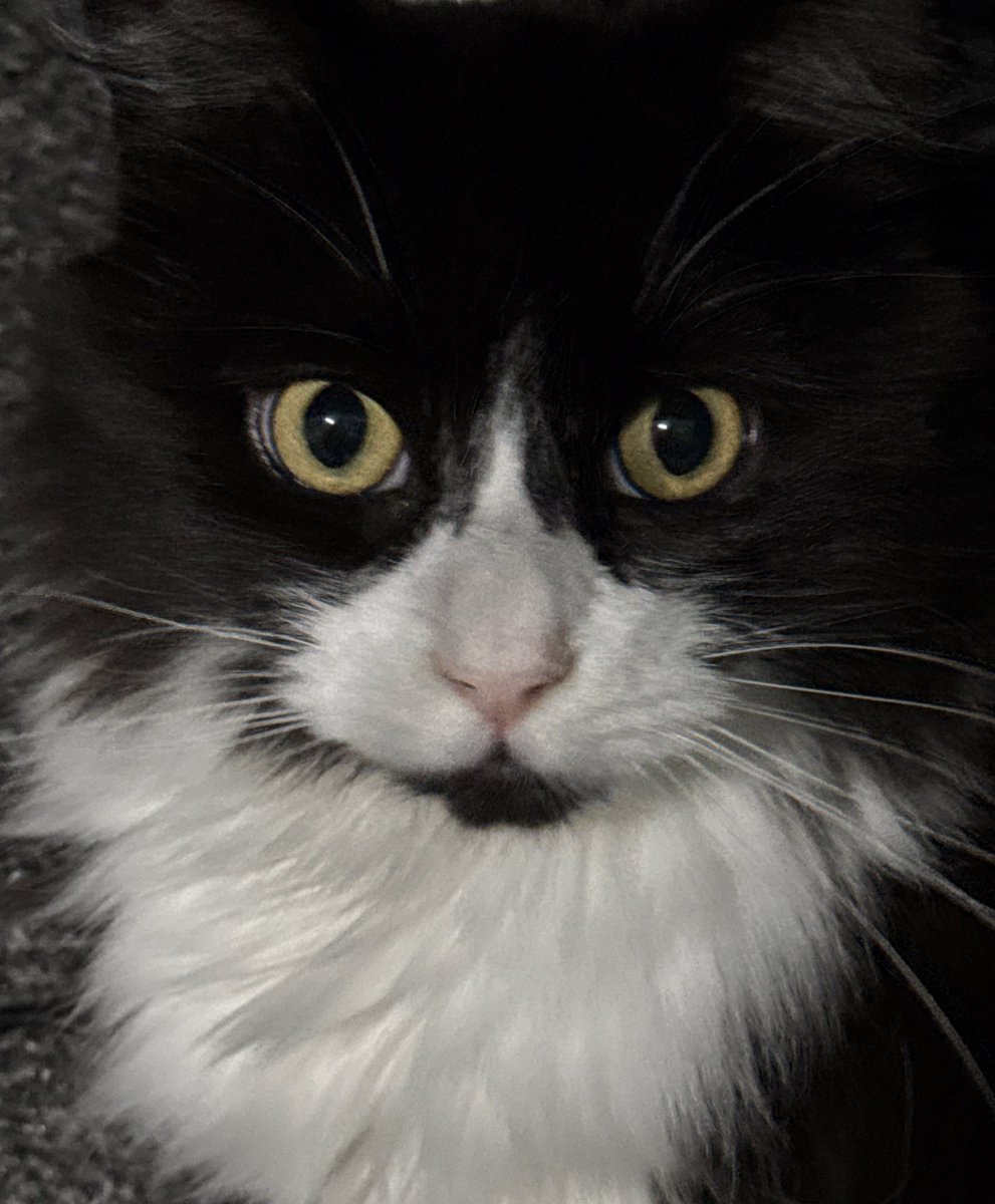 🛼GΛRO tweet media