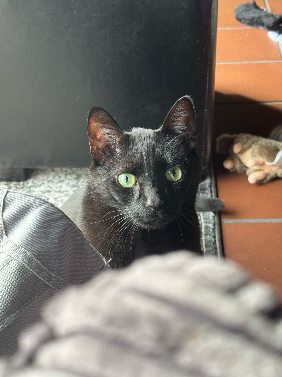 Nate Piekos of Blambot tweet media