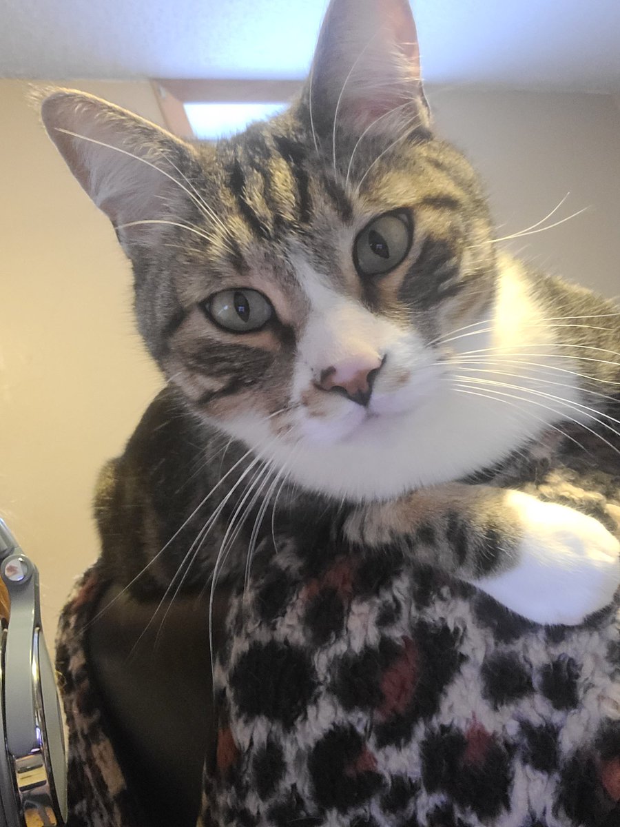 Spectreffex / FinniganXoie tweet media