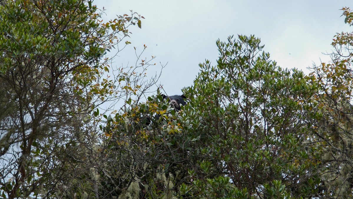Parques Nacionales Naturales de Colombia tweet media