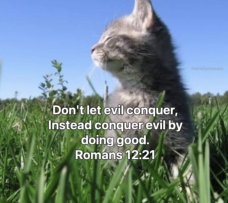 LiterallyMeCats tweet media