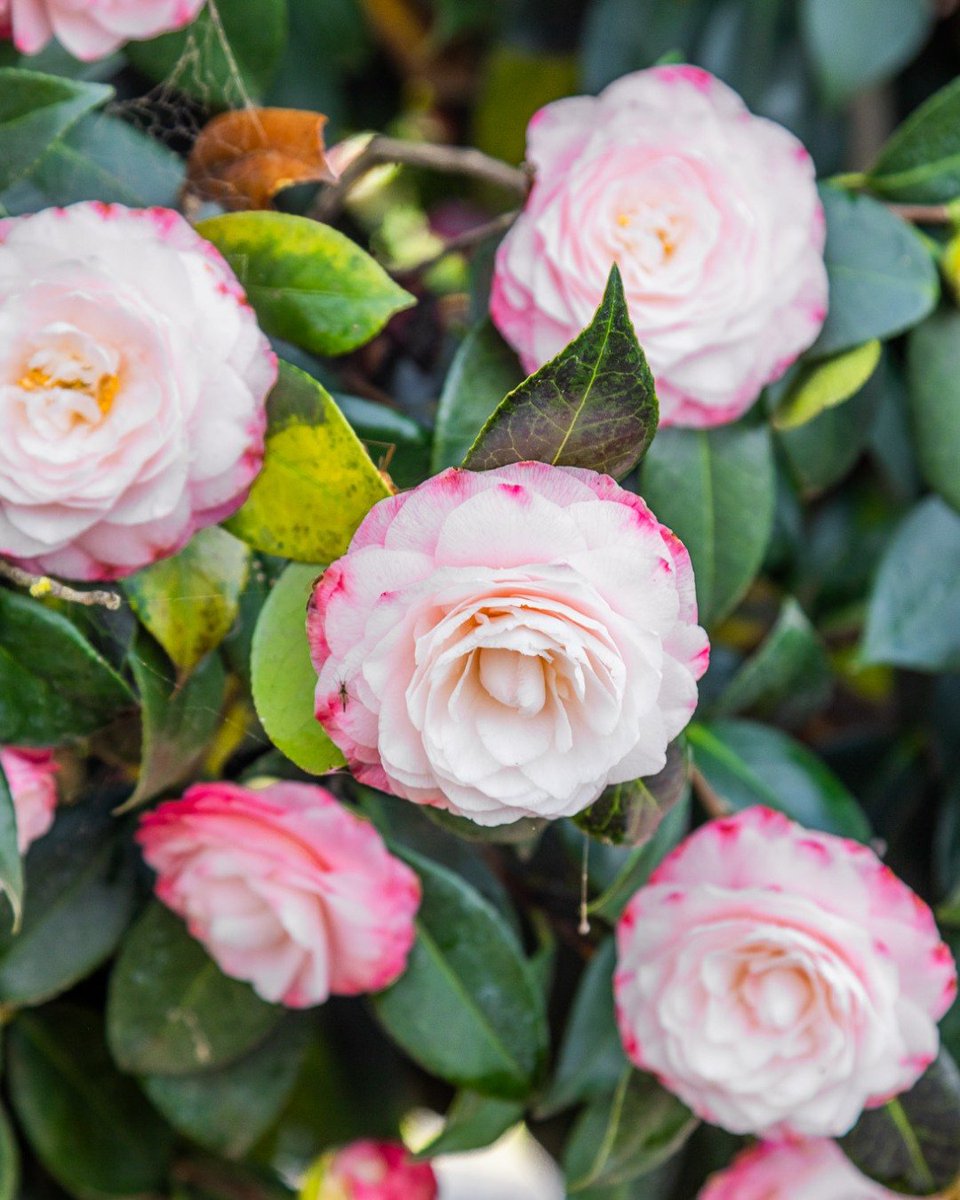 Home Design and Remodeling Show tweet media