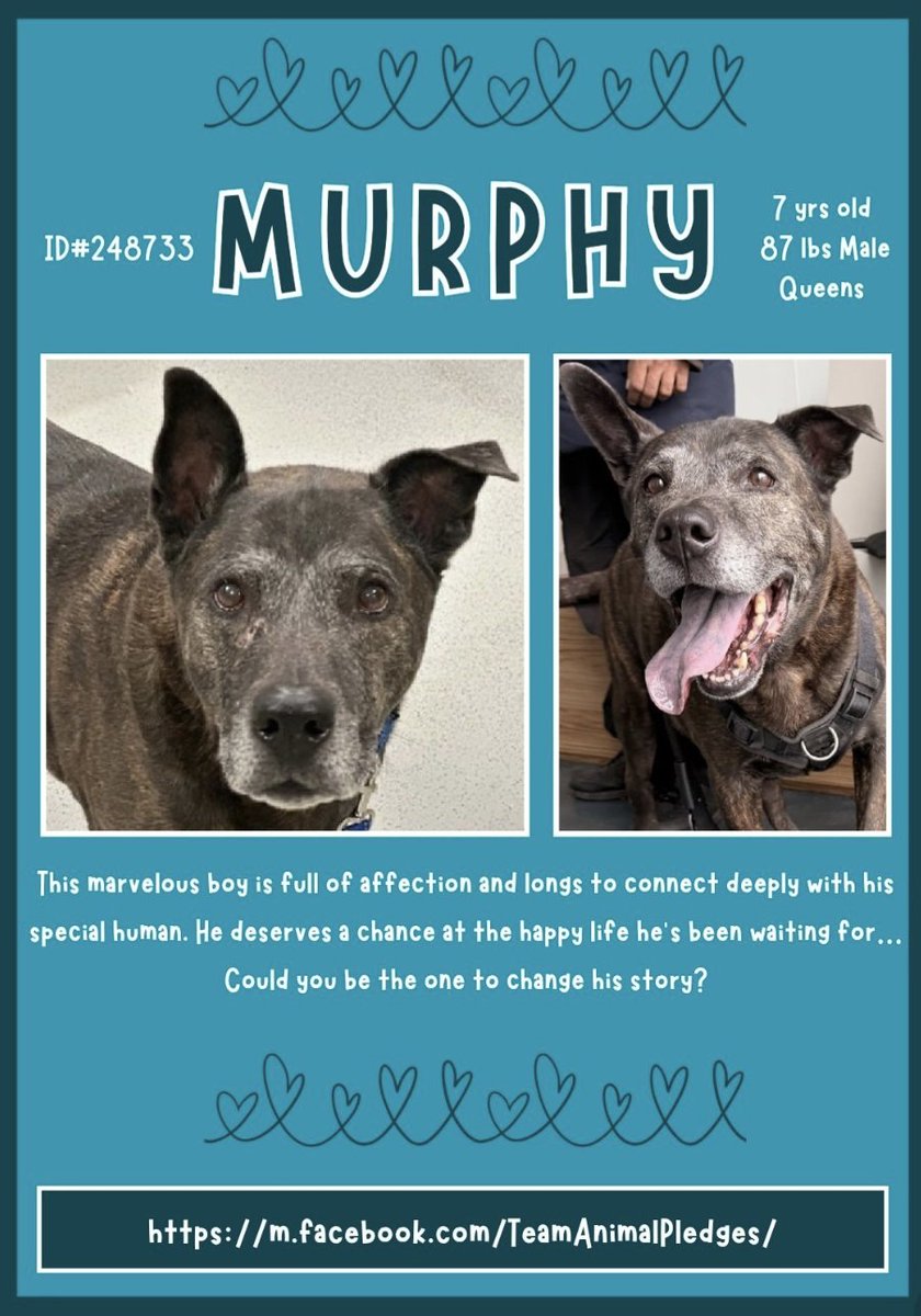 BeeDoDoobieDo's tweet image. 🆕doggo in Queens ~ Meet MURPHY 🪩
the newest frosted face looking for a loving 
🛩️home/place to land!   😥Owner surrender or stray

Murphy has no idea where he is or why!
The sooner he gets out of the chaos, the 23.50 hrs a 
day in a kennel the BETTER😀
nycacc.app/browse/248733