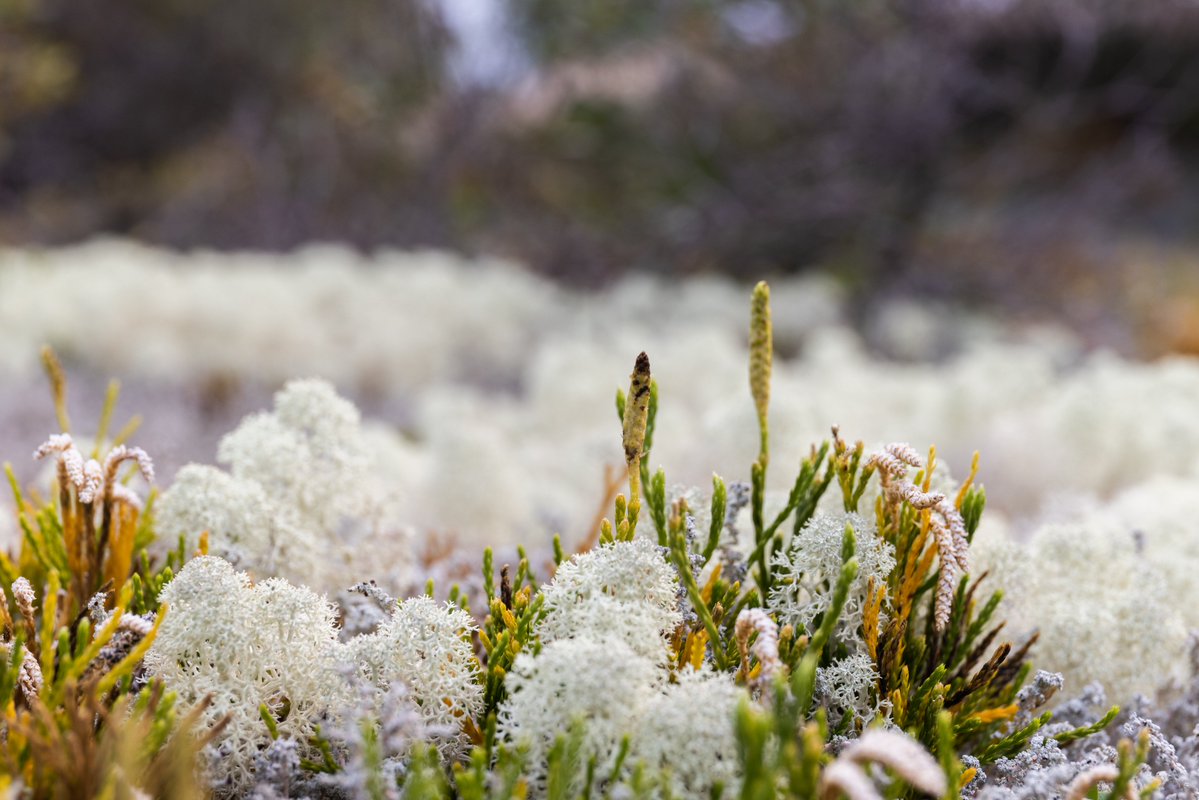 Indigenous Leadership Initiative tweet media