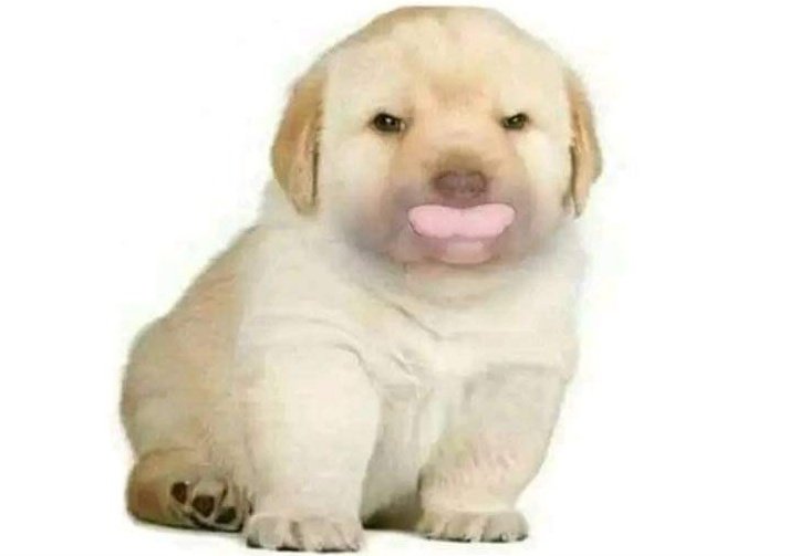 PRͥEEͣTͫHA Vote For Whistle tweet media