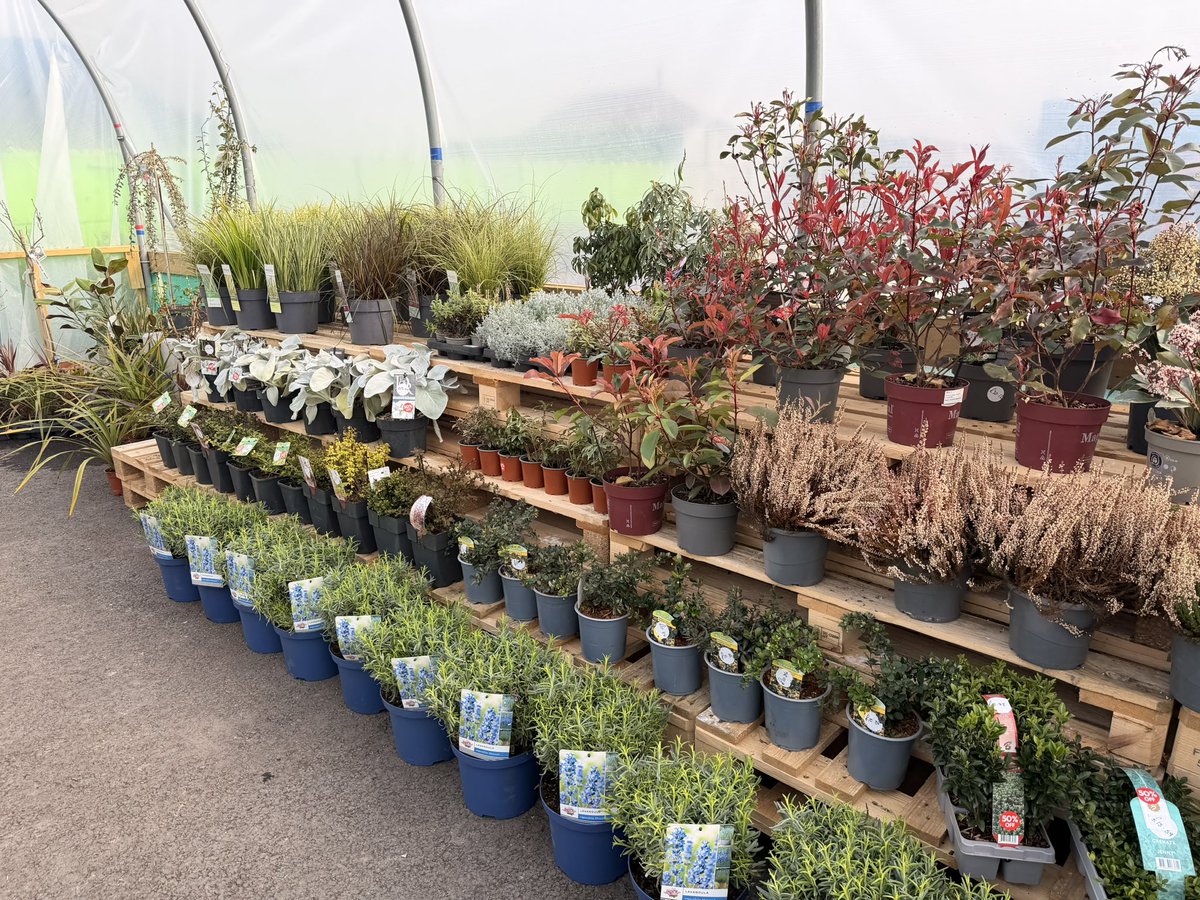 Adam Dandy tweet media