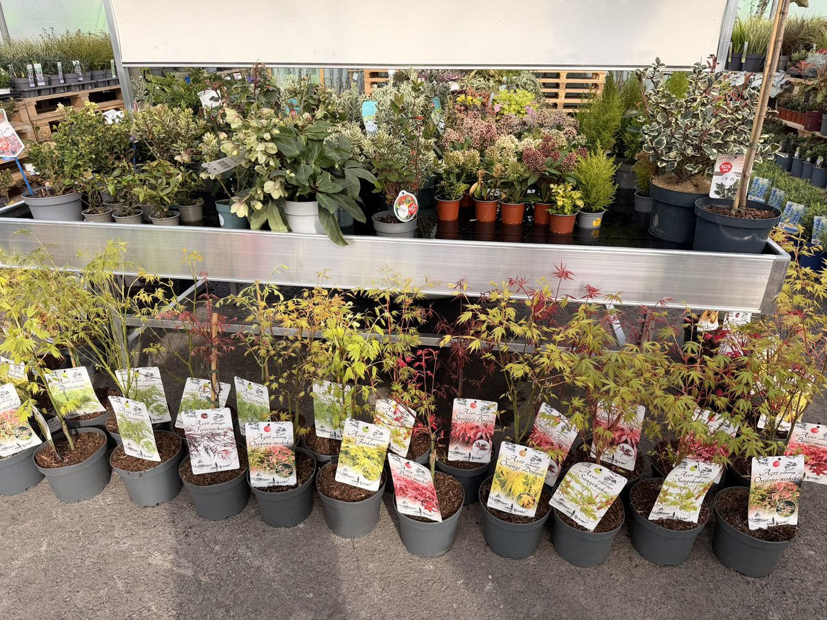 Adam Dandy tweet media