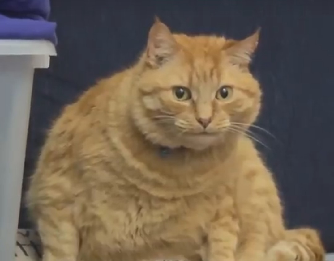 naumenko tweet media