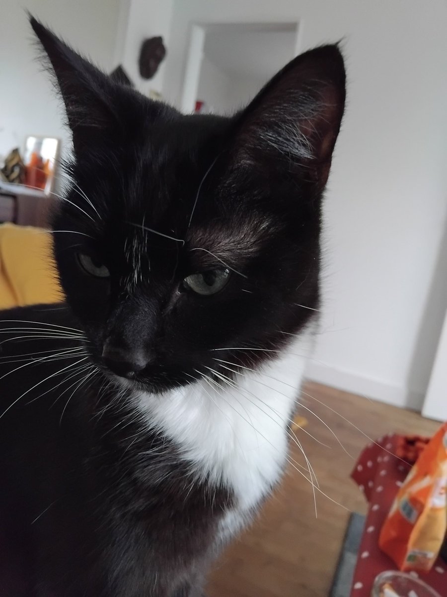 sevschamb tweet media