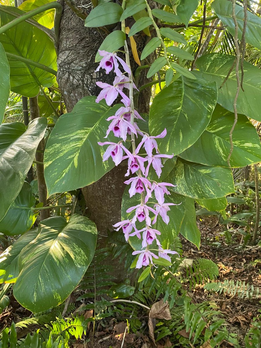 nzayas's tweet photo. So precious, in my own yard! Miren qué preciosura, ¡y en mi patio! #PuertoRico https://t.co/tjoca7qFeS