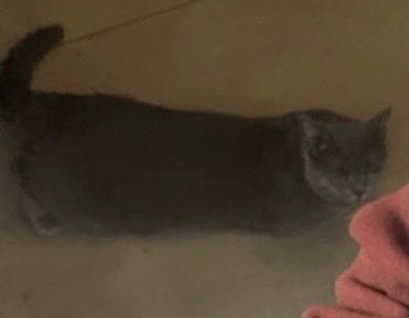 Lucie's mom tweet media