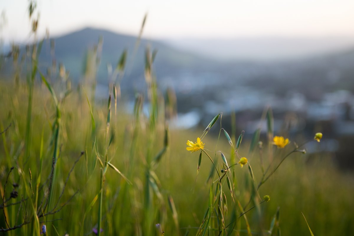 Cal Poly tweet media