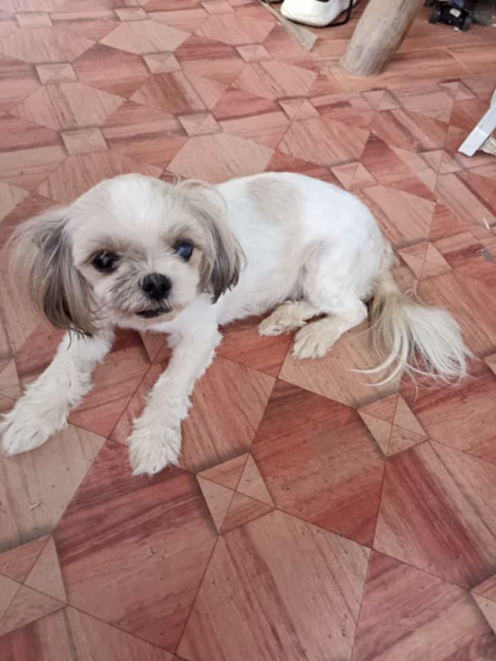 Teacups Family tweet media