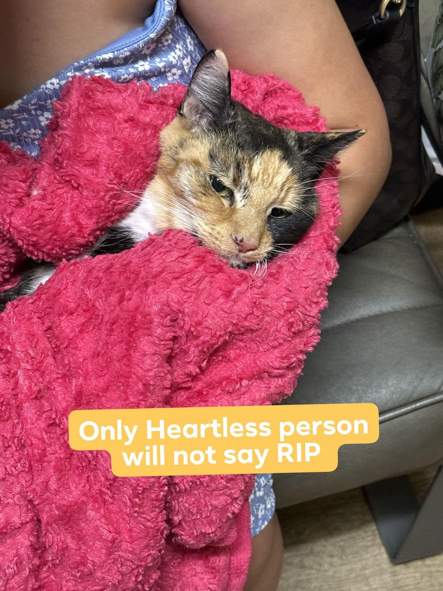 Alyza Malik tweet media