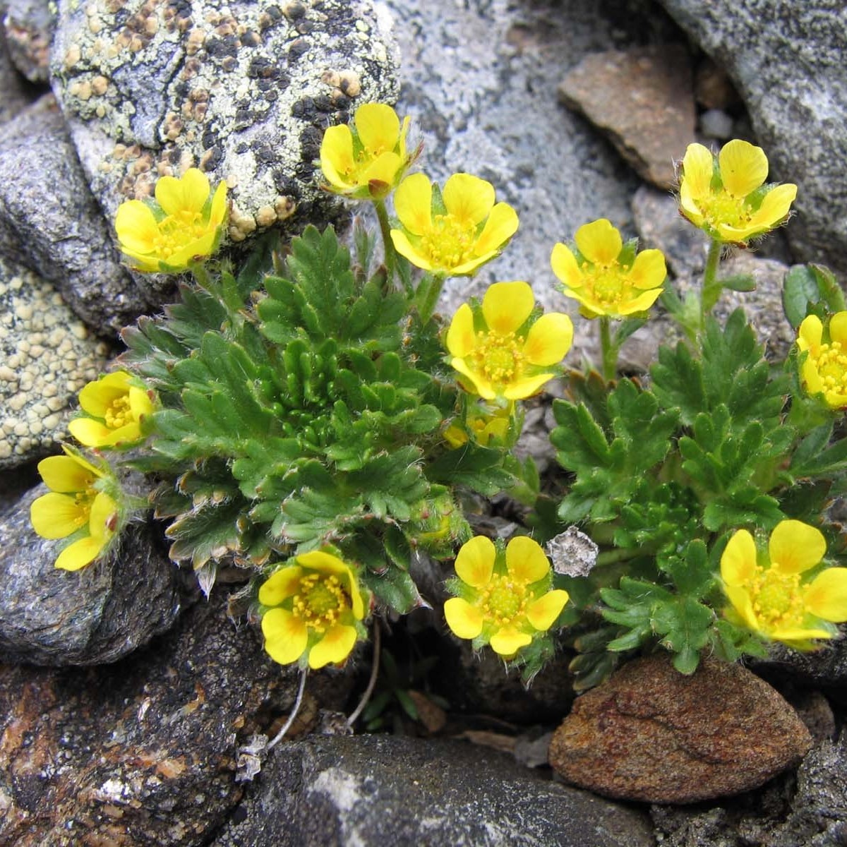 Center for Plant Conservation tweet media