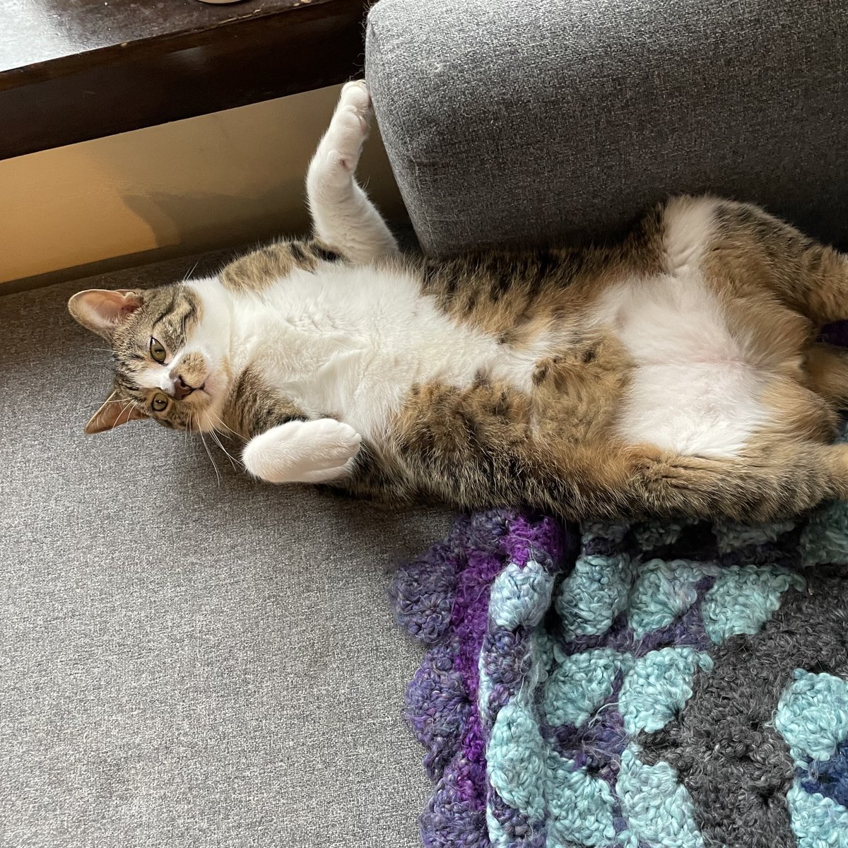 Tree House Humane Society tweet media