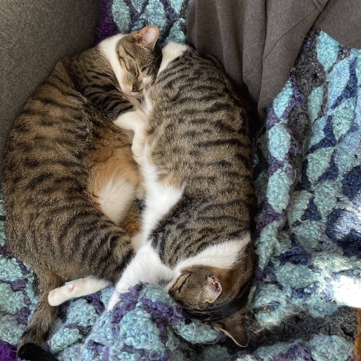 Tree House Humane Society tweet media