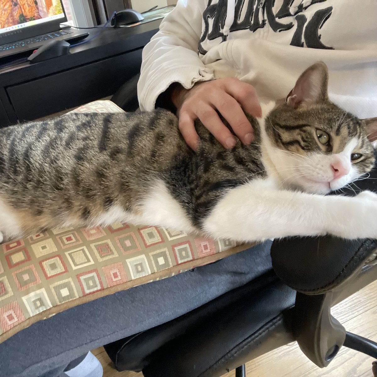 Tree House Humane Society tweet media