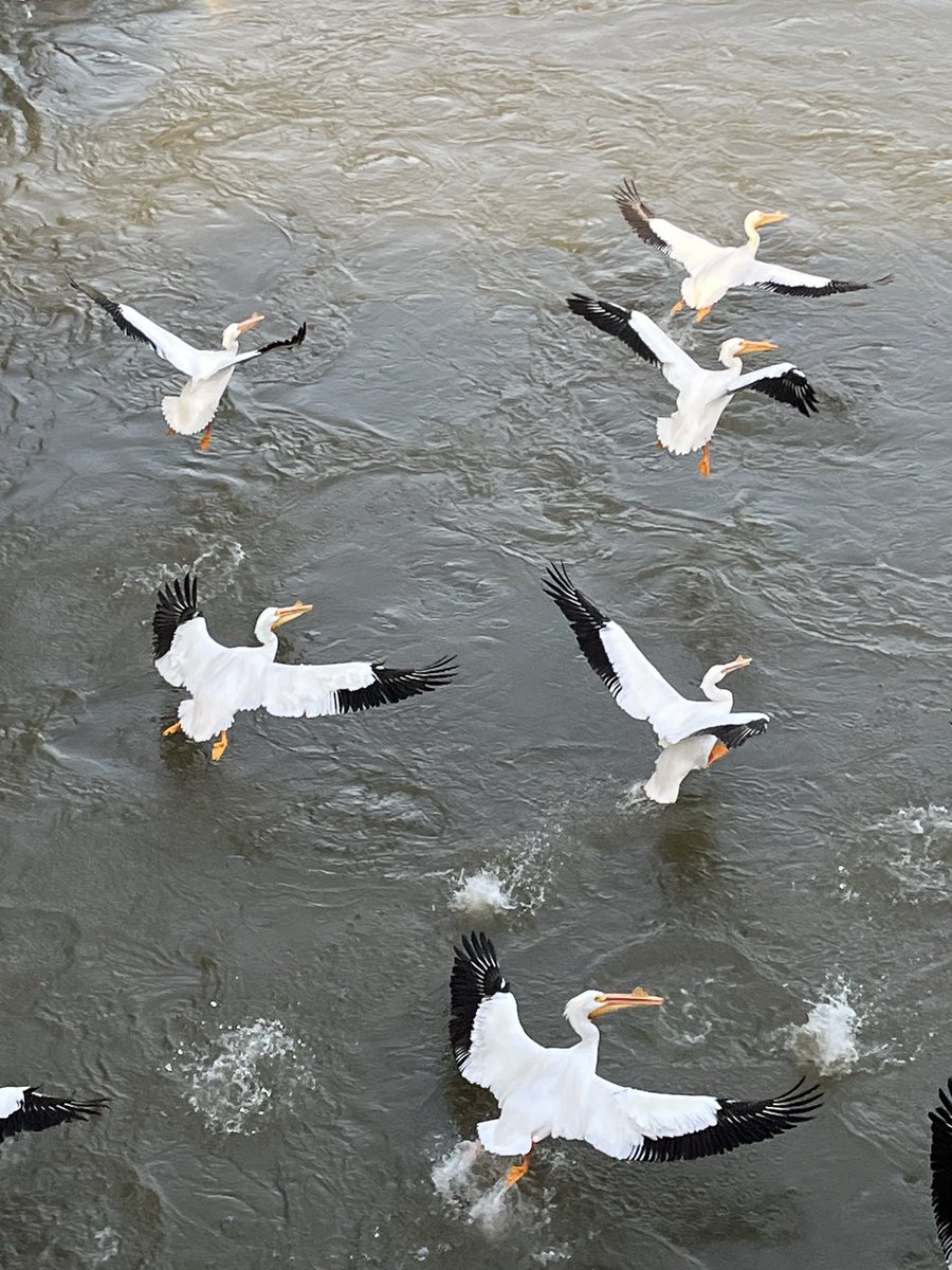 ScoutsAtWar tweet media