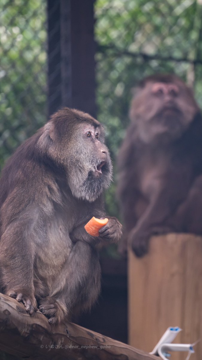 いぬさん (Dear_nephew_Gobo) tweet media