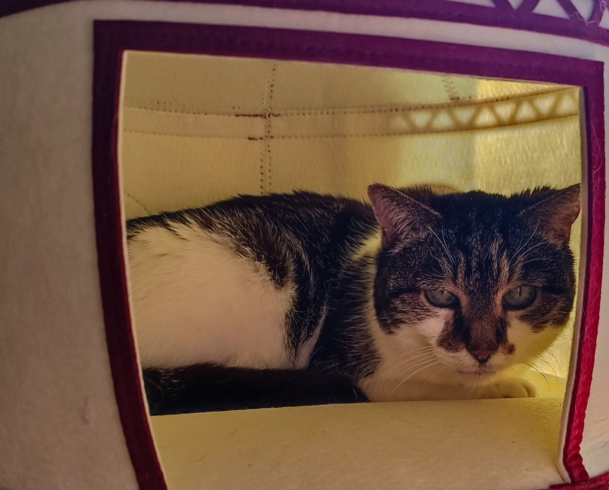 David GRESSIER tweet media