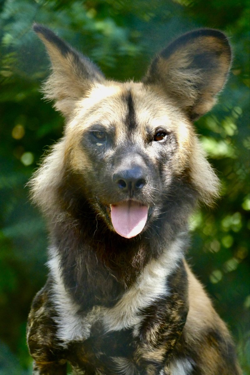 レムルゥ tweet media