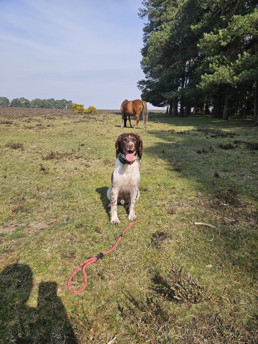 TSD Chhubohe and RSD Oppo (RIP) tweet media