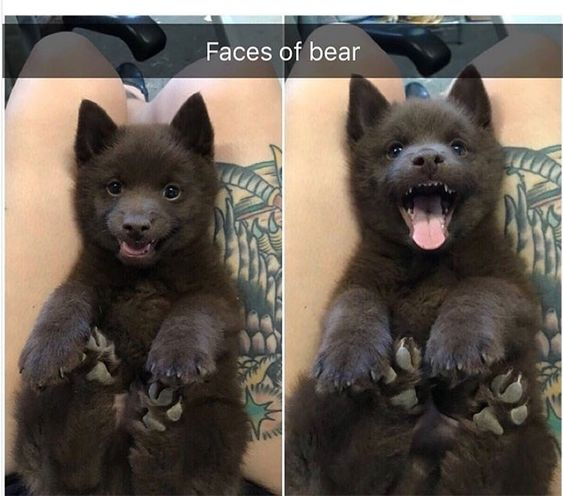 WholesomeMemes tweet media