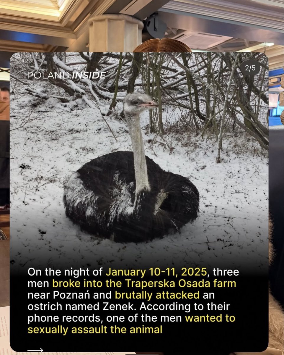 Heretic Sal(RED NINJA CAT 😺) tweet media