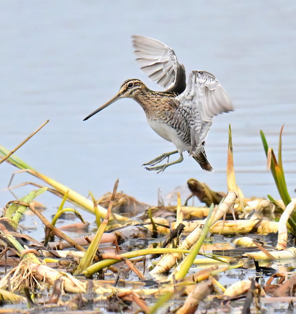 Carl Bovis tweet media