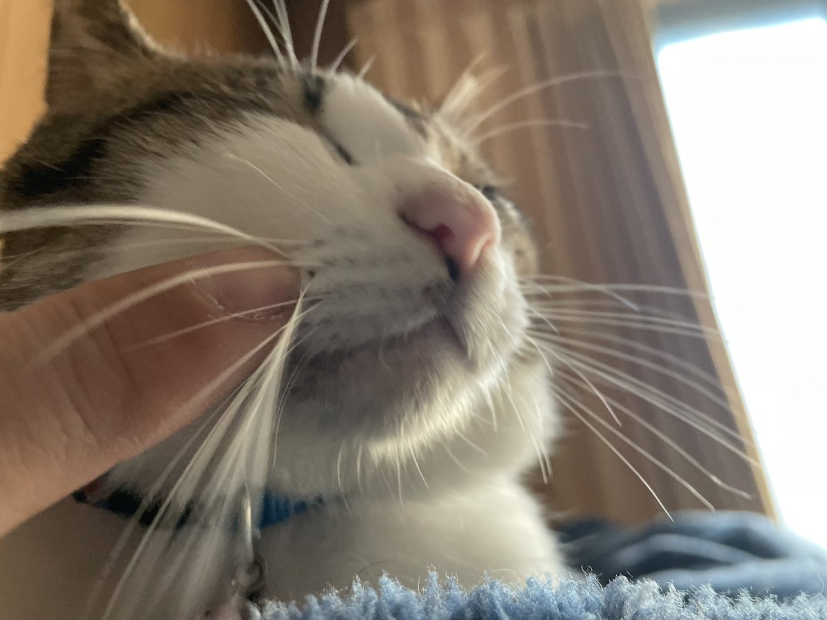 まるえ (marue) tweet media