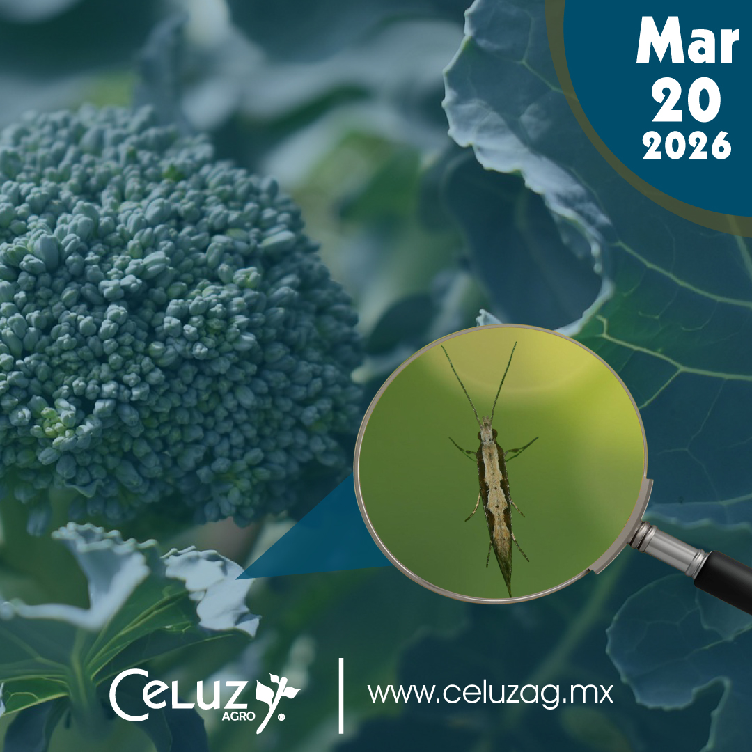 CeluzAgro's tweet photo. Hoy es dia de blog.🌐
Conoce más sobre la Palomilla Dorso de Diamante🌱
➡️: https://t.co/HSDWkD7rYP
.
.
.
#celuzagro #viernesdeblog #fungicidas #CultivosSanos #ProductosParaElCampo #agricultura #CultivosSaludables #insectos #productosorganicos #palomilladorsodediamante #plagas https://t.co/gX79YCO4LB