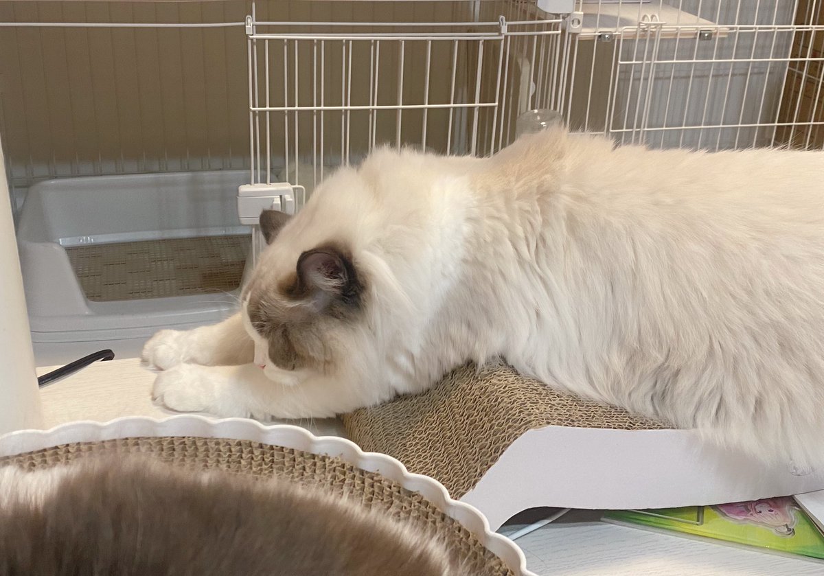 にしのん🦖🍚 4/27 Vデビュー4周年🌟 Vapenginアンバサダー‼︎ tweet media