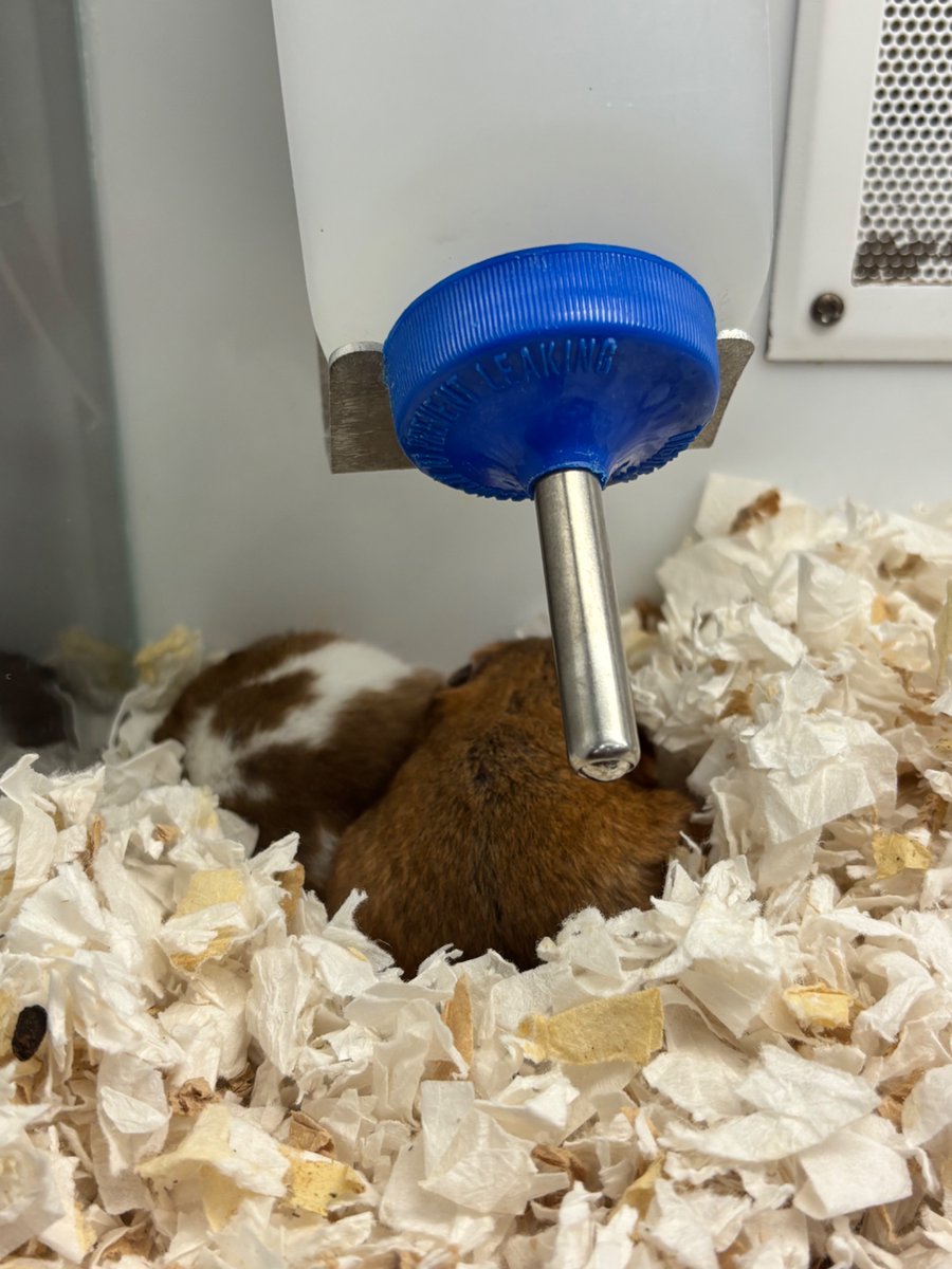 cale makar’s pr manager tweet media